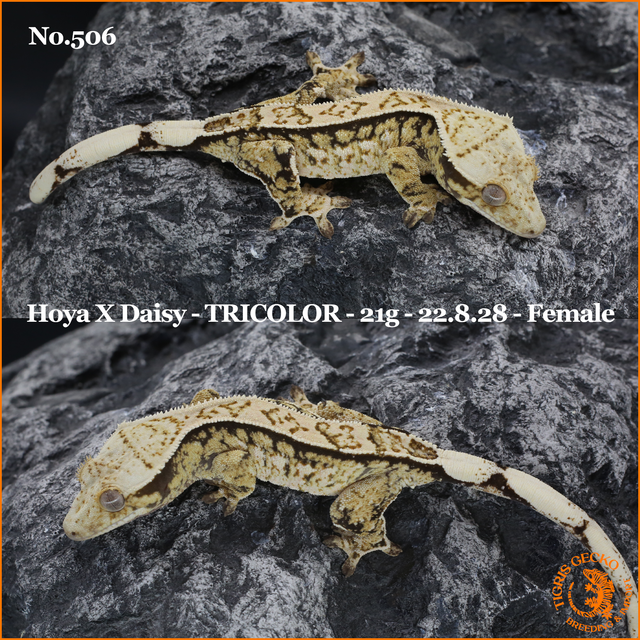 트라이 익스트림할리퀸 쿼드