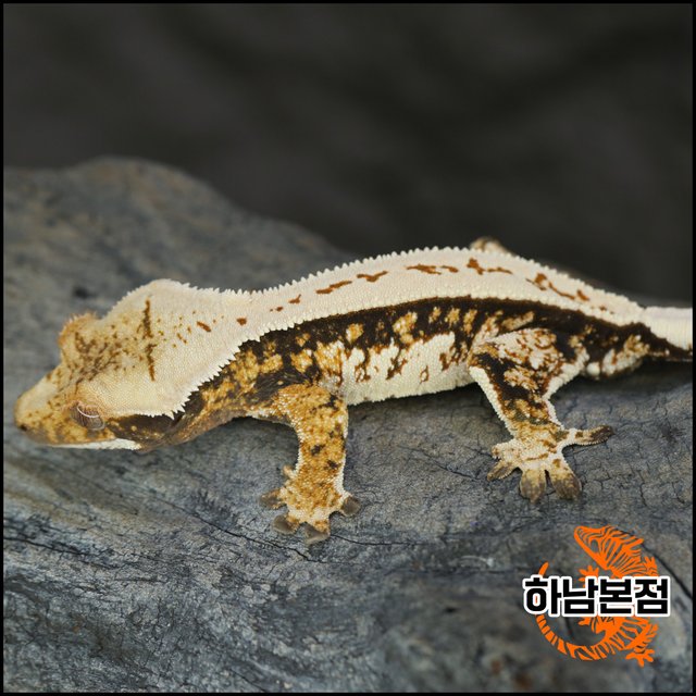 트라이 풀핀 핀스트라이프