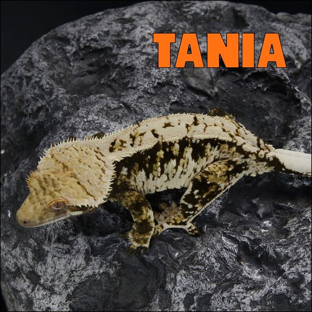 Tri Extreme Harlequin