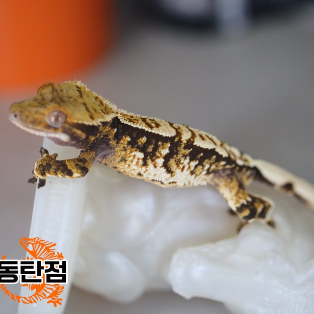 Normal Tri Extreme Harlequin Tangerine Dark