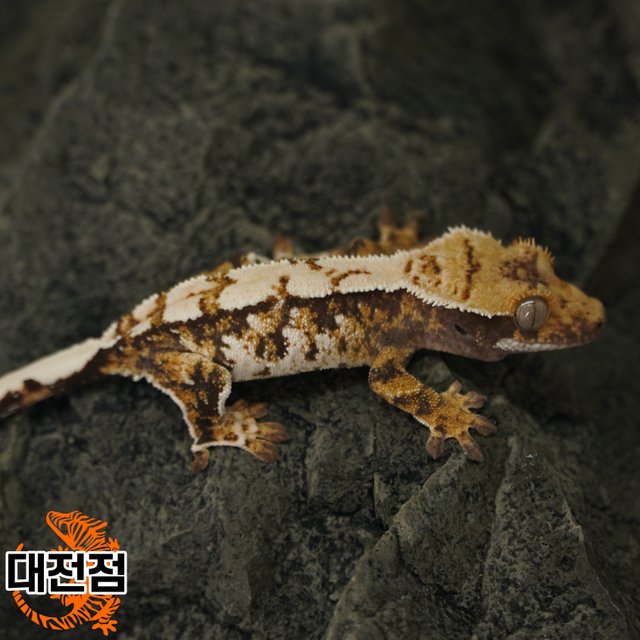 Normal Tri White Crown White Porthole Extreme Harlequin White Spot