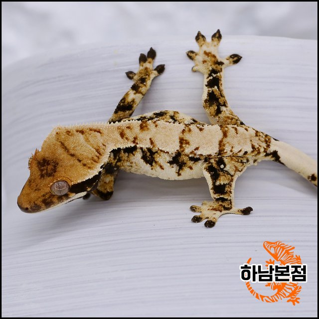 Tri Extreme Harlequin Drippy White Spot