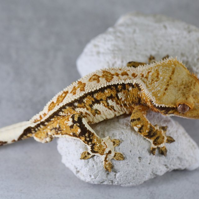 Pinstripe Tri Tangerine Normal Extreme Harlequin