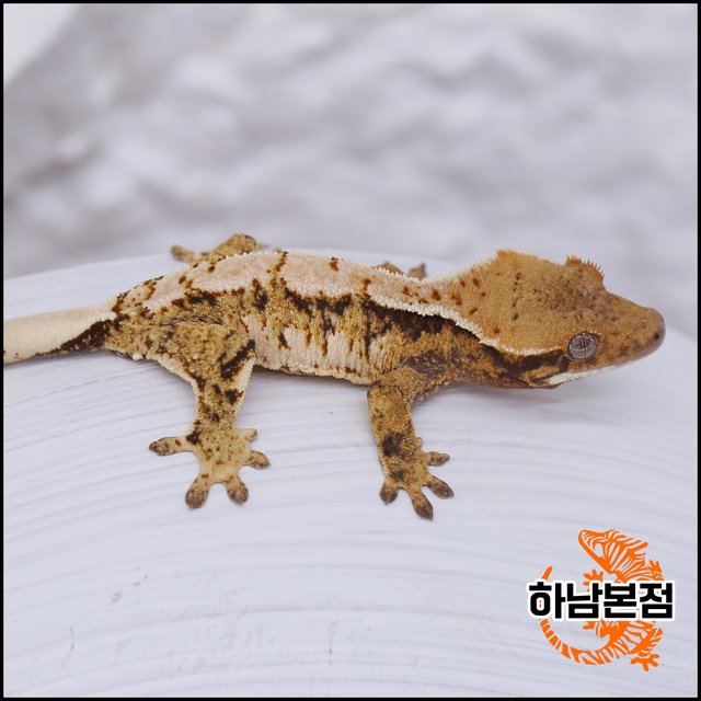 Tri Extreme Harlequin White Spot