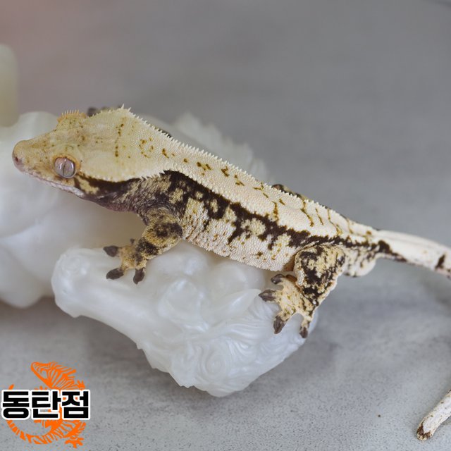 Normal Tri Extreme Harlequin White Spot Tangerine