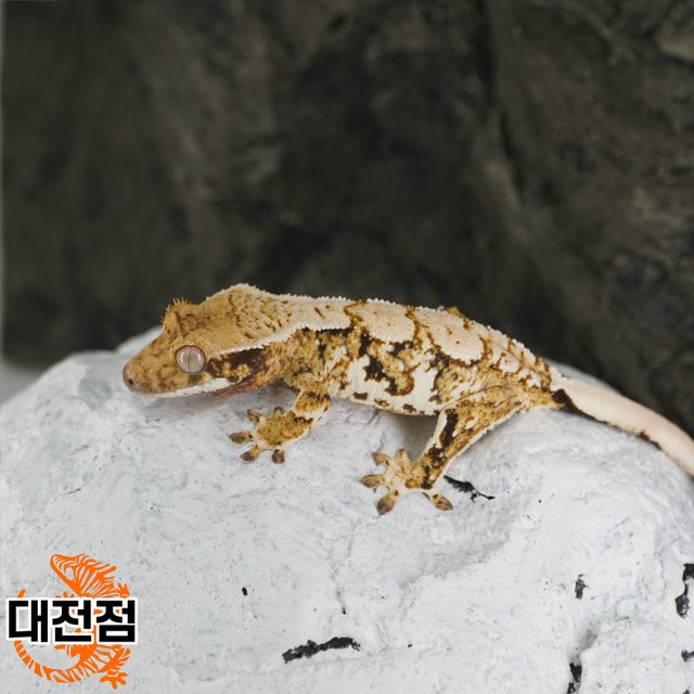 Normal Tri Extreme Harlequin White Crown White Porthole White Spot