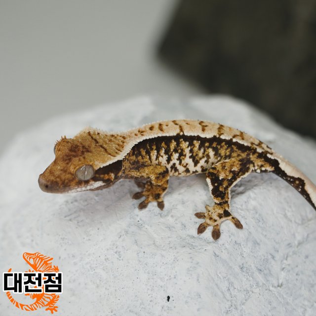 Normal Tri White Crown Extreme Harlequin White Porthole White Spot