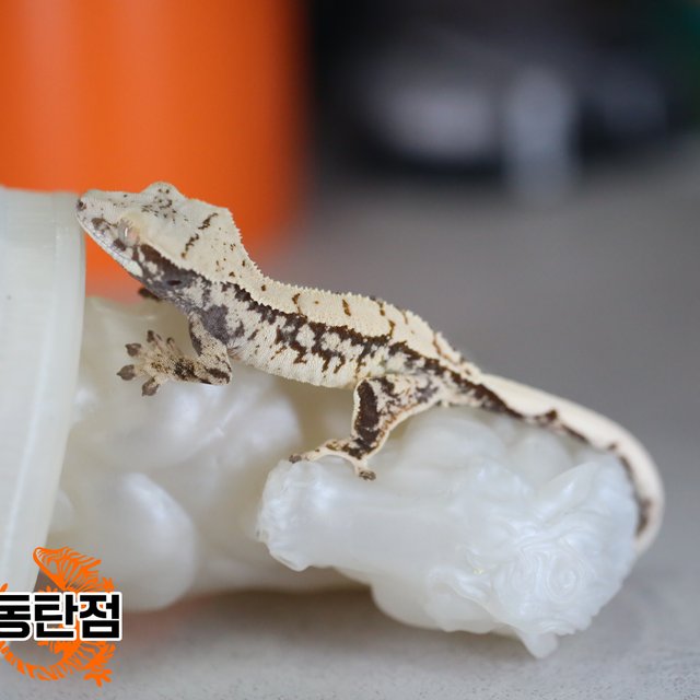 Normal Tri White Spot White Crown White