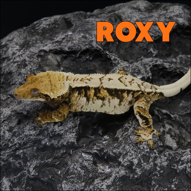 트라이 익스트림할리퀸