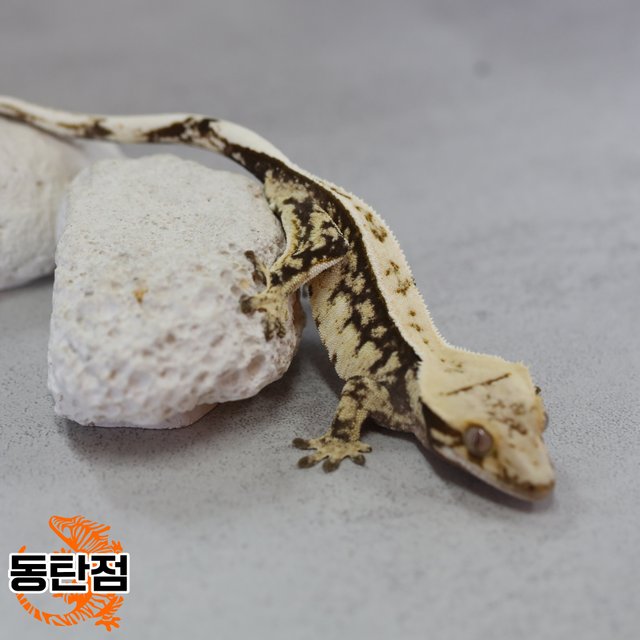 트라이 노멀 화이트핀 익스트림할리퀸