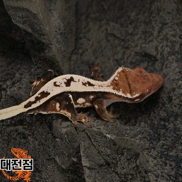 슈퍼스트라이프 쿼드 풀핀 세이블