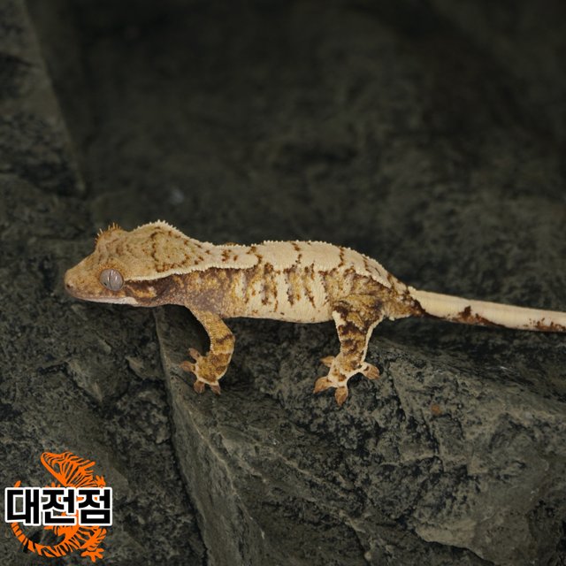 Normal Extreme Harlequin White Crown White Porthole White Spot Tri