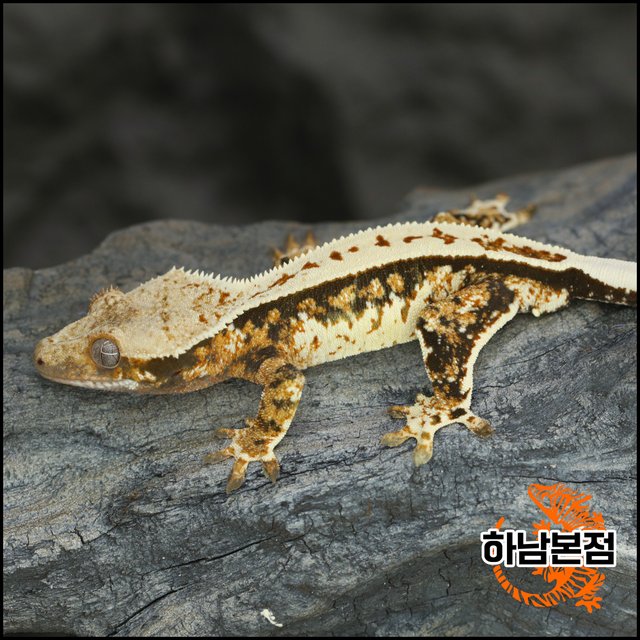 트라이 풀핀 쿼드 화이트스팟