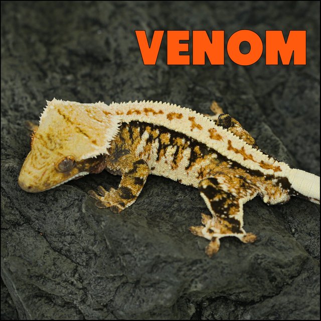 트라이 익스트림할리퀸