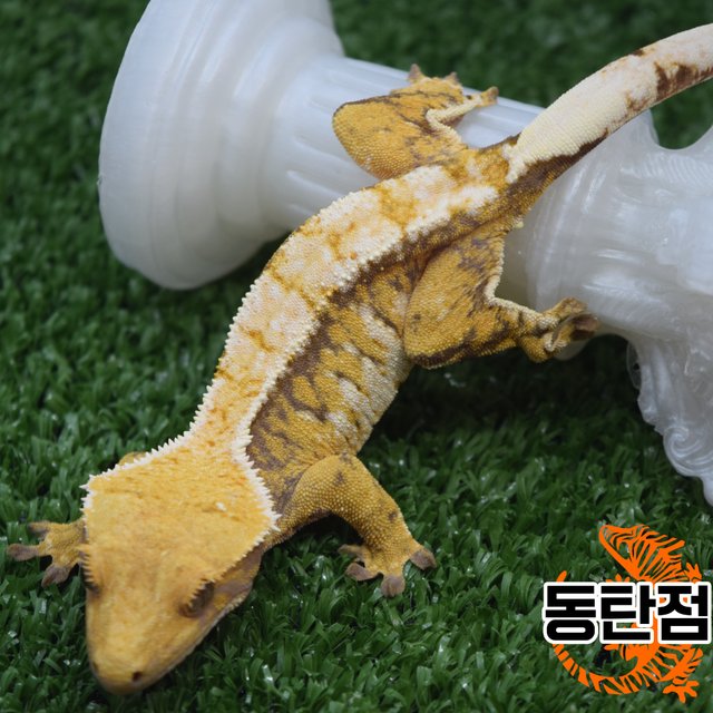 Normal Tri Extreme Harlequin Tangerine White Spot