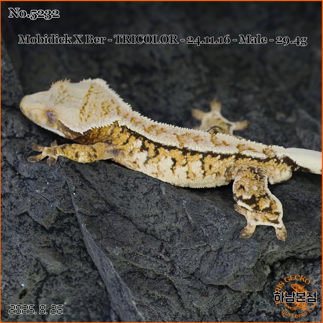 Tri Extreme Harlequin White Spot