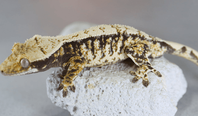 노멀 트라이 화이트포트홀 익스트림할리퀸 텐저린