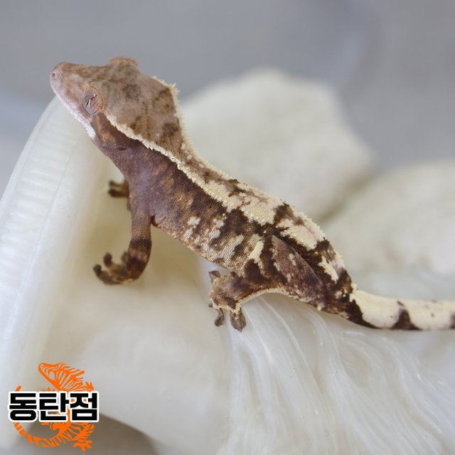 Sable Tri Extreme Harlequin White Spot White Crown White Porthole