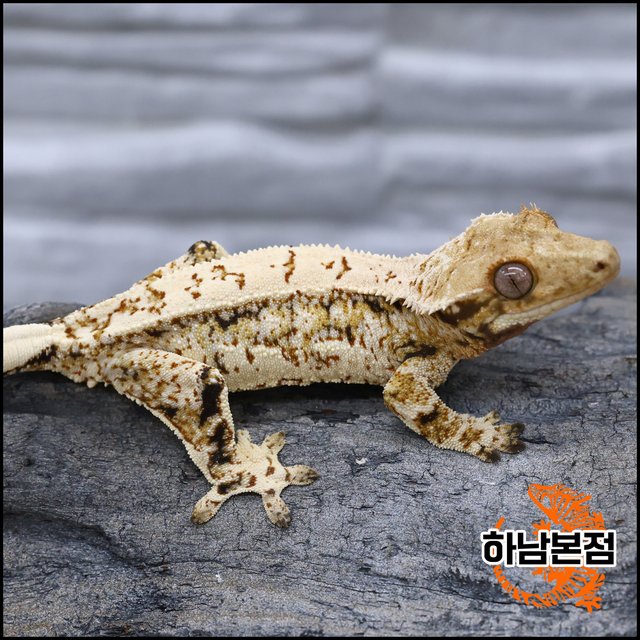 Tri Extreme Harlequin Quad White Porthole White Spot Drippy