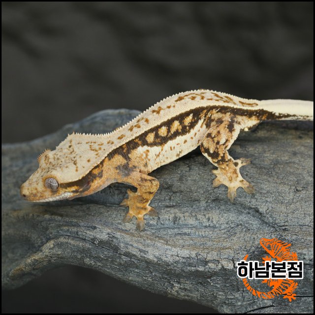 Tri Quad Full Pinstripe White Spot