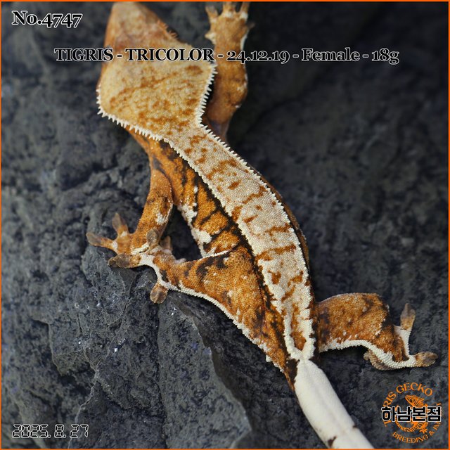 Tri Tangerine Extreme Harlequin