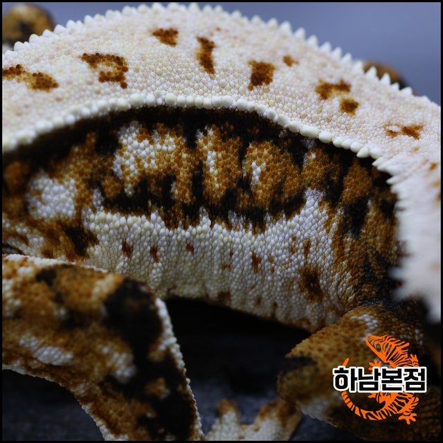 Tri White Spot Quad Full Pinstripe Tangerine Extreme Harlequin