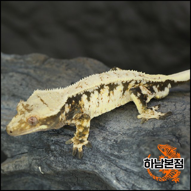 트라이 드리피 핀스트라이프 화이트스팟