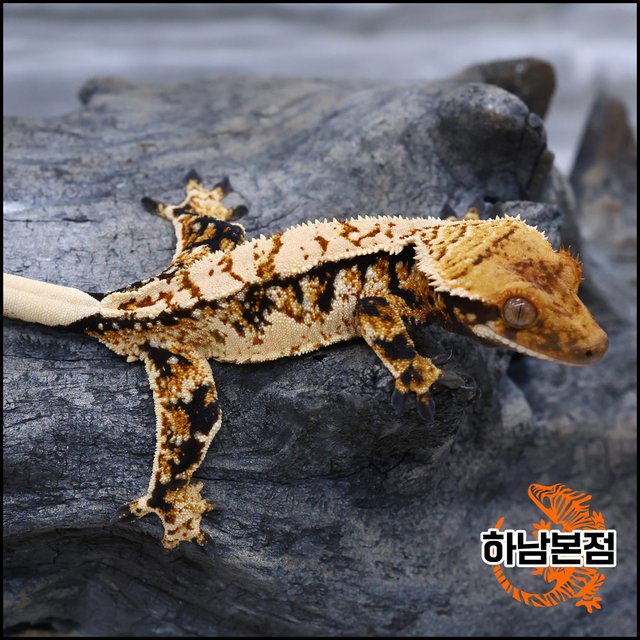Tri Tangerine Extreme Harlequin White Spot
