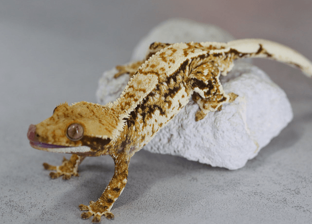 트라이 익스트림할리퀸 화이트포트홀 화이트핀 노멀 텐저린