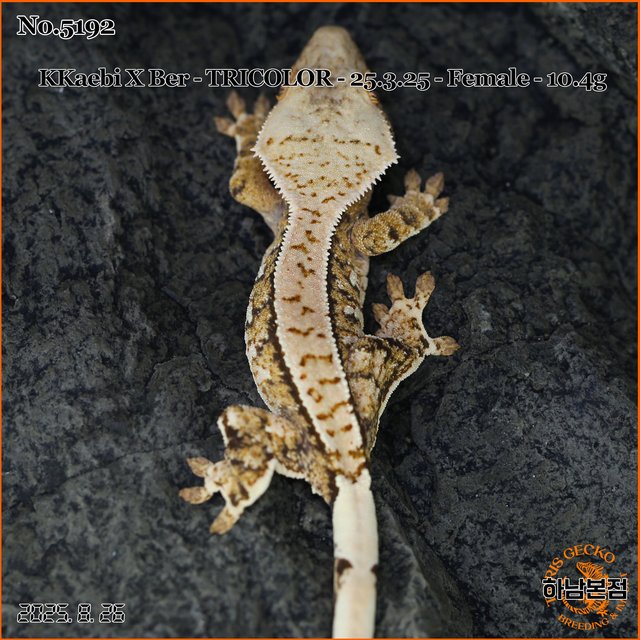 Tri Extreme Harlequin