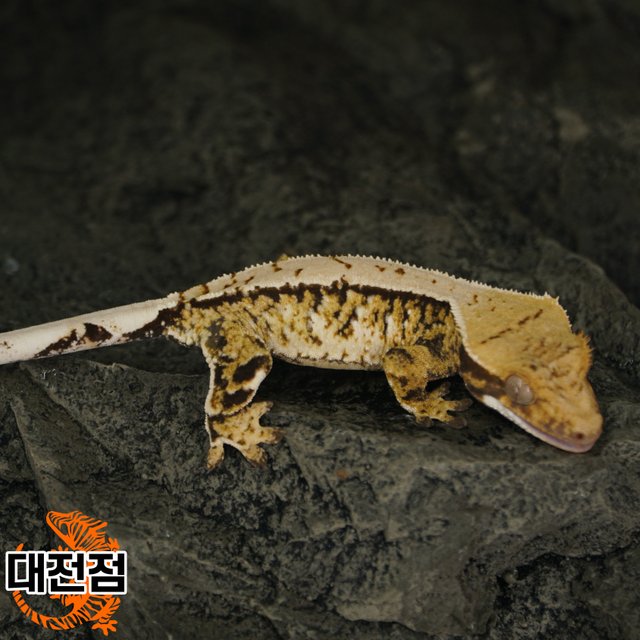 Normal Tri Extreme Harlequin White Spot White Crown White Porthole