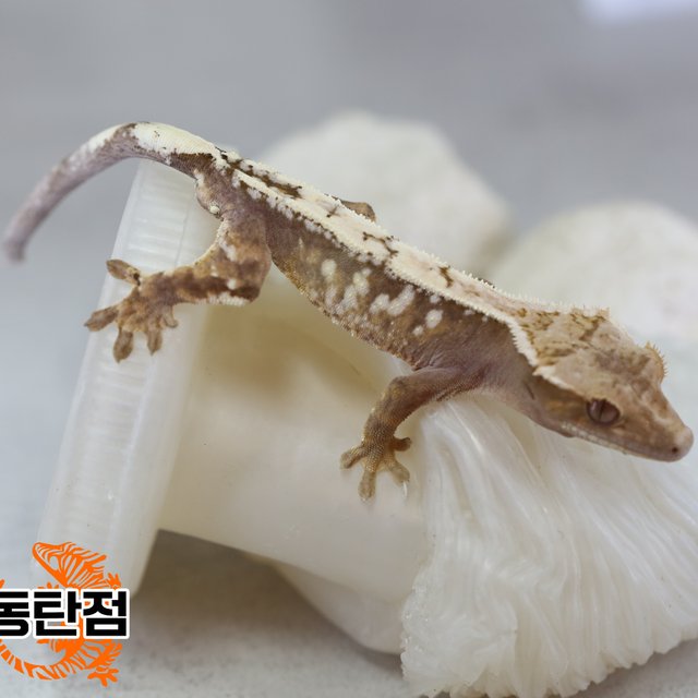 Sable Extreme Harlequin White Spot White Crown White Porthole White Pin