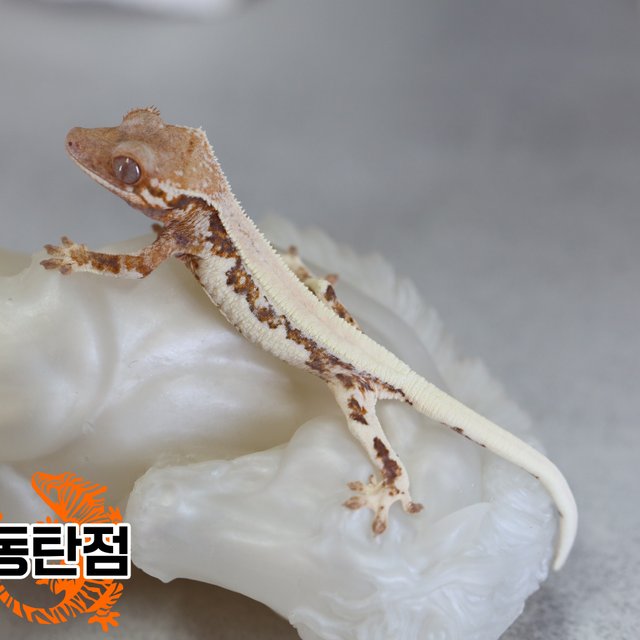 릴리 세이블 트라이 익스트림할리퀸 화이트스팟 화이트크라운