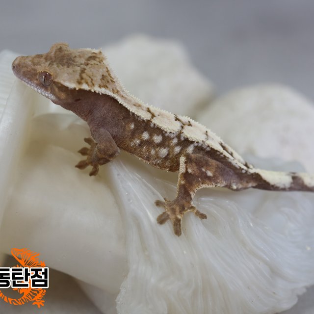 Sable Extreme Harlequin White Spot White Crown White Porthole White Pin