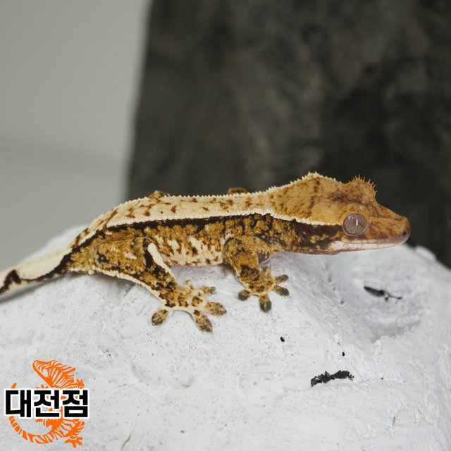 Tri Normal Pinstripe Quad Full Pinstripe