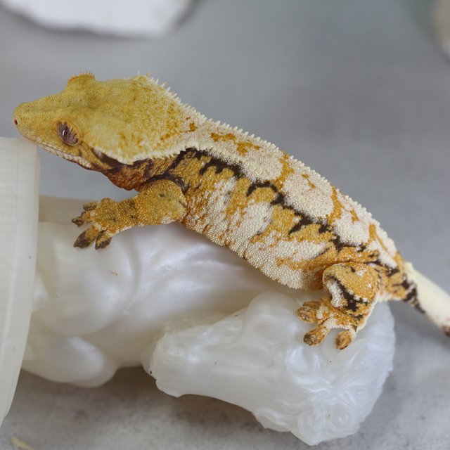 노멀 트라이 익스트림할리퀸 화이트스팟 텐저린