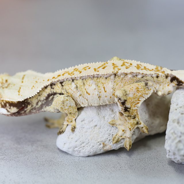 트라이 노멀 익스트림할리퀸 화이트스팟 화이트포트홀 화이트핀