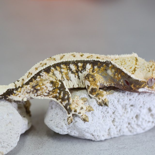 노멀 트라이 익스트림할리퀸 텐저린