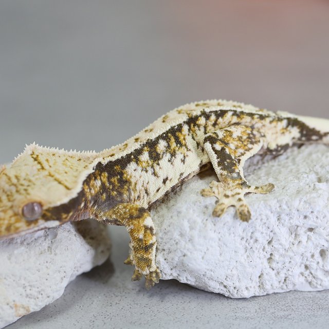 노멀 트라이 익스트림할리퀸 텐저린