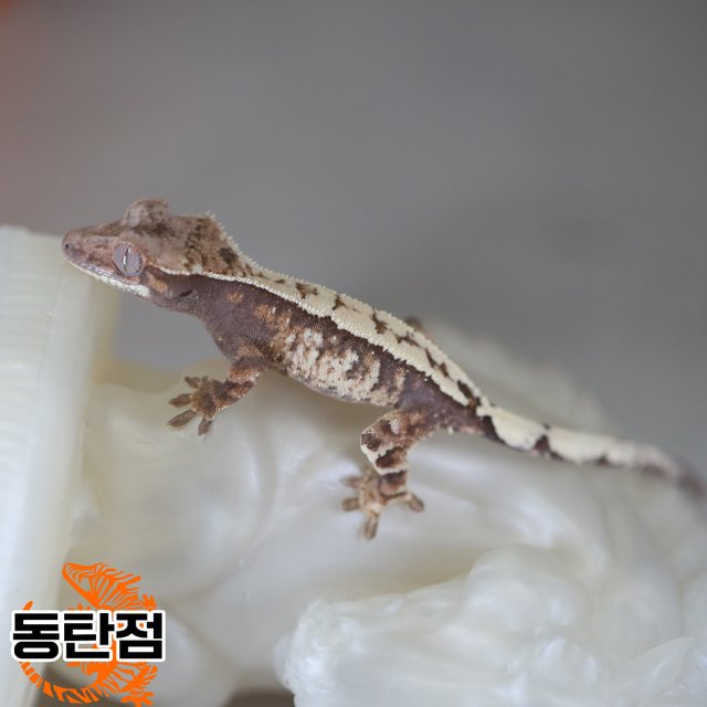 Tri Sable Extreme Harlequin Drippy White Spot