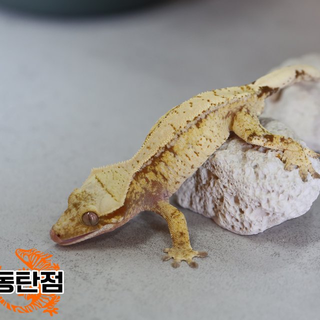 노멀 트라이 드리피 레드 화이트포트홀 화이트스팟