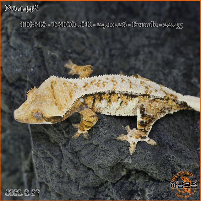 Tri Extreme Harlequin Drippy