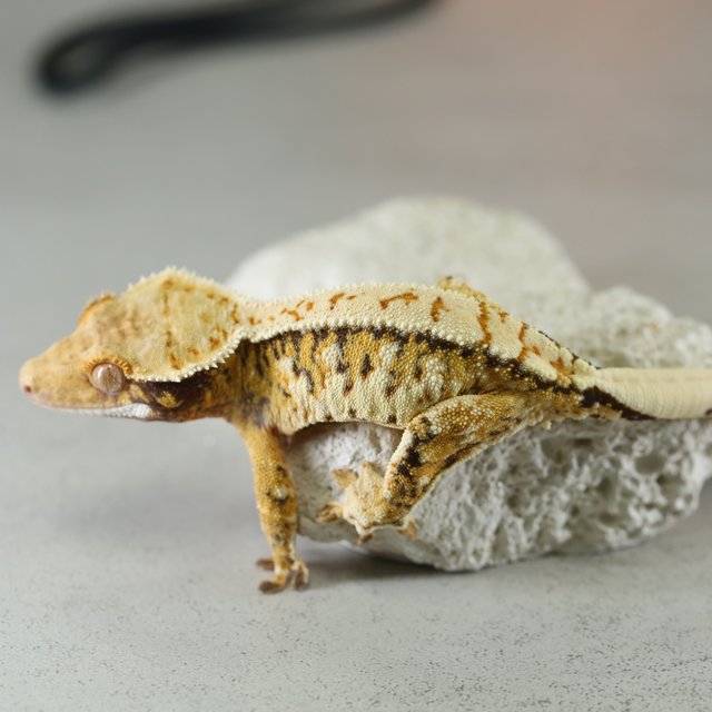 Tri Extreme Harlequin Normal Harlequin Tangerine