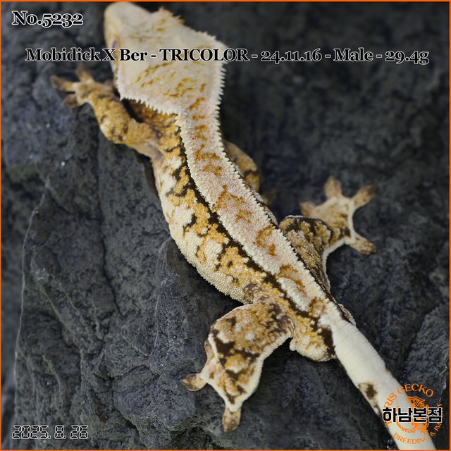 Tri Extreme Harlequin White Spot