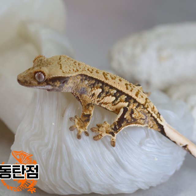 트라이 노멀 익스트림할리퀸 텐저린