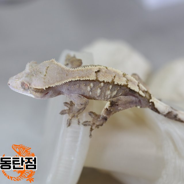 Sable Tri Extreme Harlequin White Spot White Crown