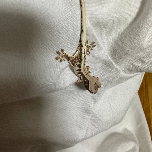 프라푸치노