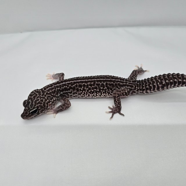 슈퍼스노우 블랙나이트