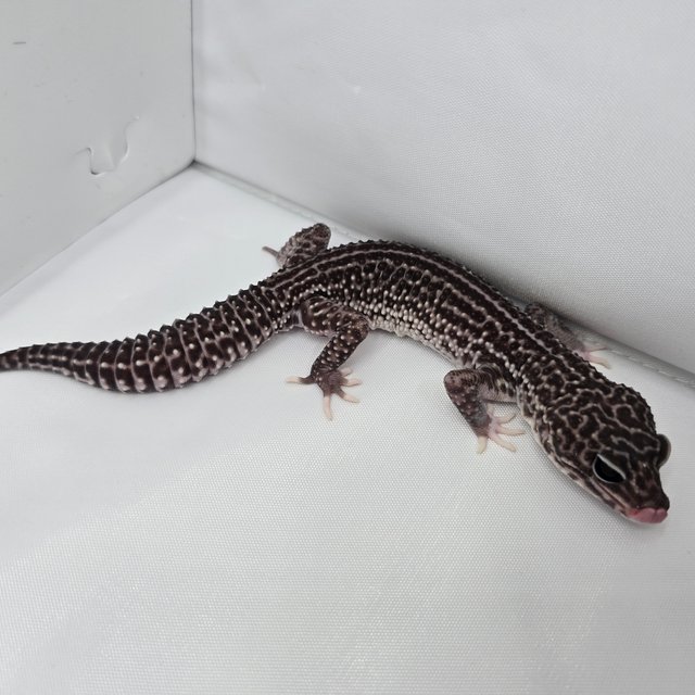 슈퍼스노우 블랙나이트