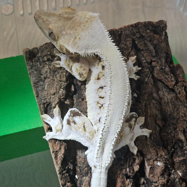 트라이 릴리화이트